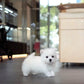 Steve - Mini West Highland White Terrier (White)