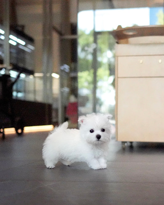 Steve - Mini West Highland White Terrier (White)
