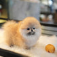 Shiloh - Pomeranian (Orange)