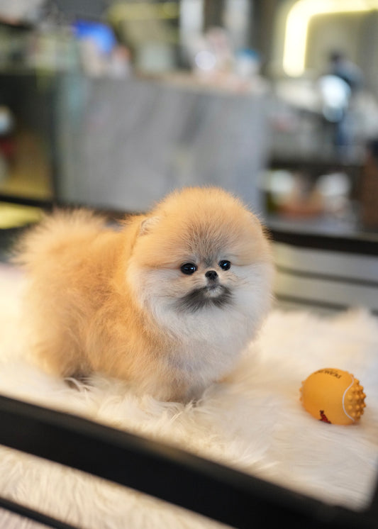Shiloh - Pomeranian (Orange)