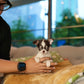 Roxie - Teacup Chihuahua (Parti)