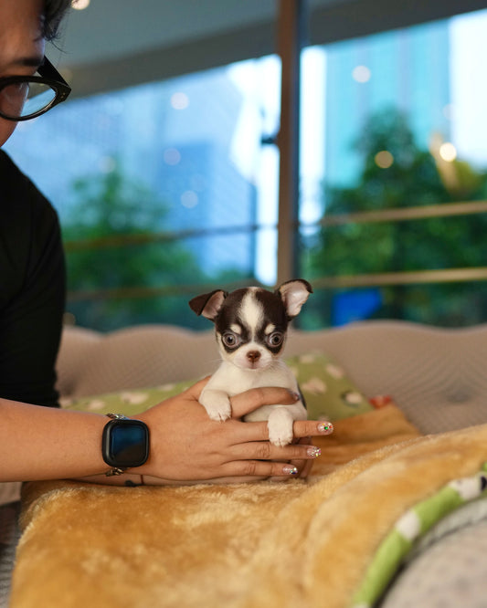 Roxie - Teacup Chihuahua (Parti)