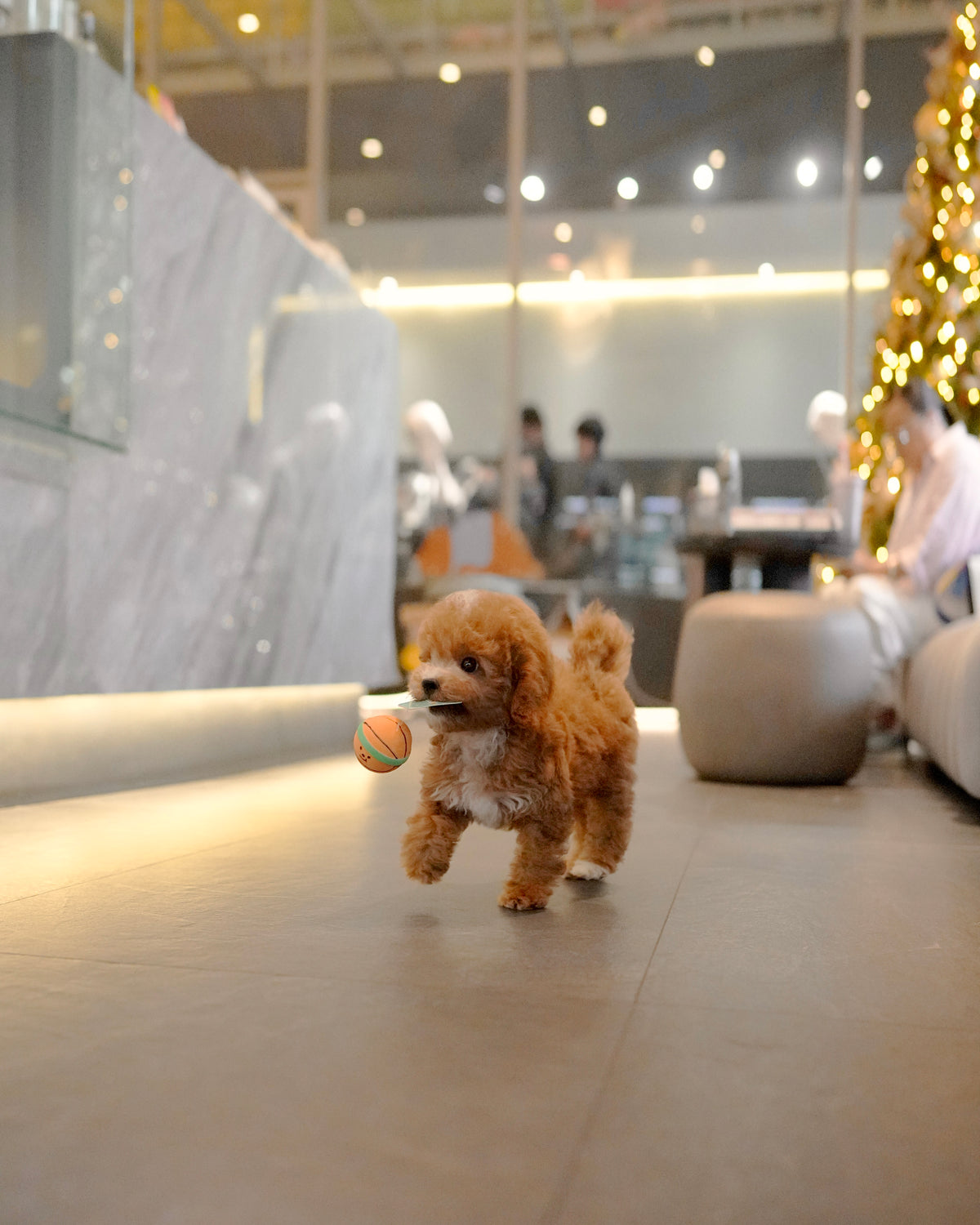 Angelie - Mini Golden Doodle (Brown)