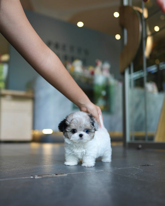 Phoebe - Maltipoo (Blue Merle Parti)