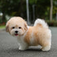 Coren - Coton de Tulear (Parti)