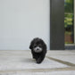 Lei - Tiny Poodle (Silver)