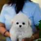 Raj - Mini Bichon (White: Cebu Branch)