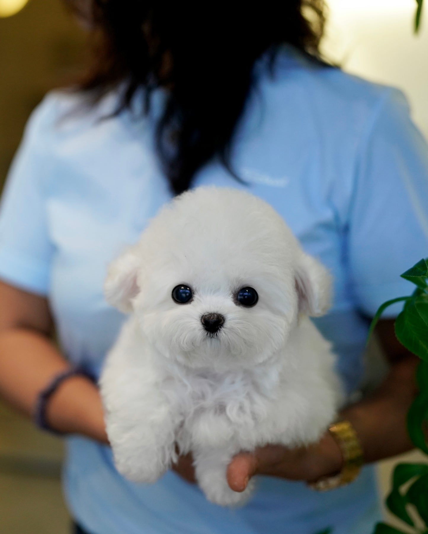 Raj - Mini Bichon (White: Cebu Branch)