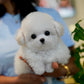 Raj - Mini Bichon (White: Cebu Branch)