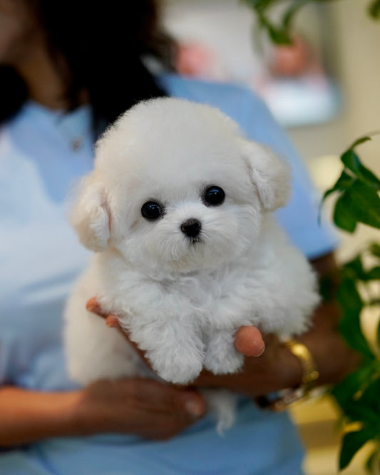Raj - Mini Bichon (White: Cebu Branch)