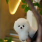 Joji - Pomeranian (White: Cebu Branch)
