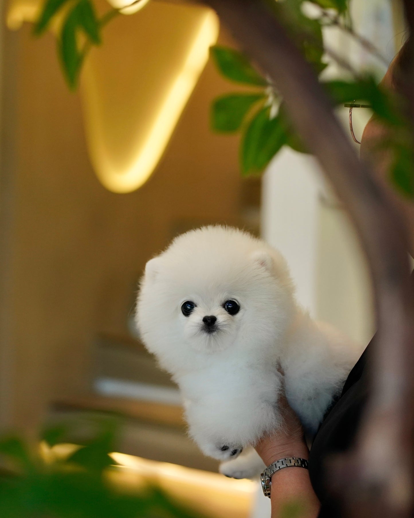 Joji - Pomeranian (White: Cebu Branch)