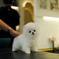 Joji - Pomeranian (White: Cebu Branch)