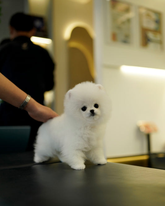 Joji - Pomeranian (White: Cebu Branch)