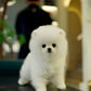Joji - Pomeranian (White: Cebu Branch)