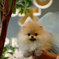 Pepo - Pomeranian (Orange Sable: Cebu Branch)