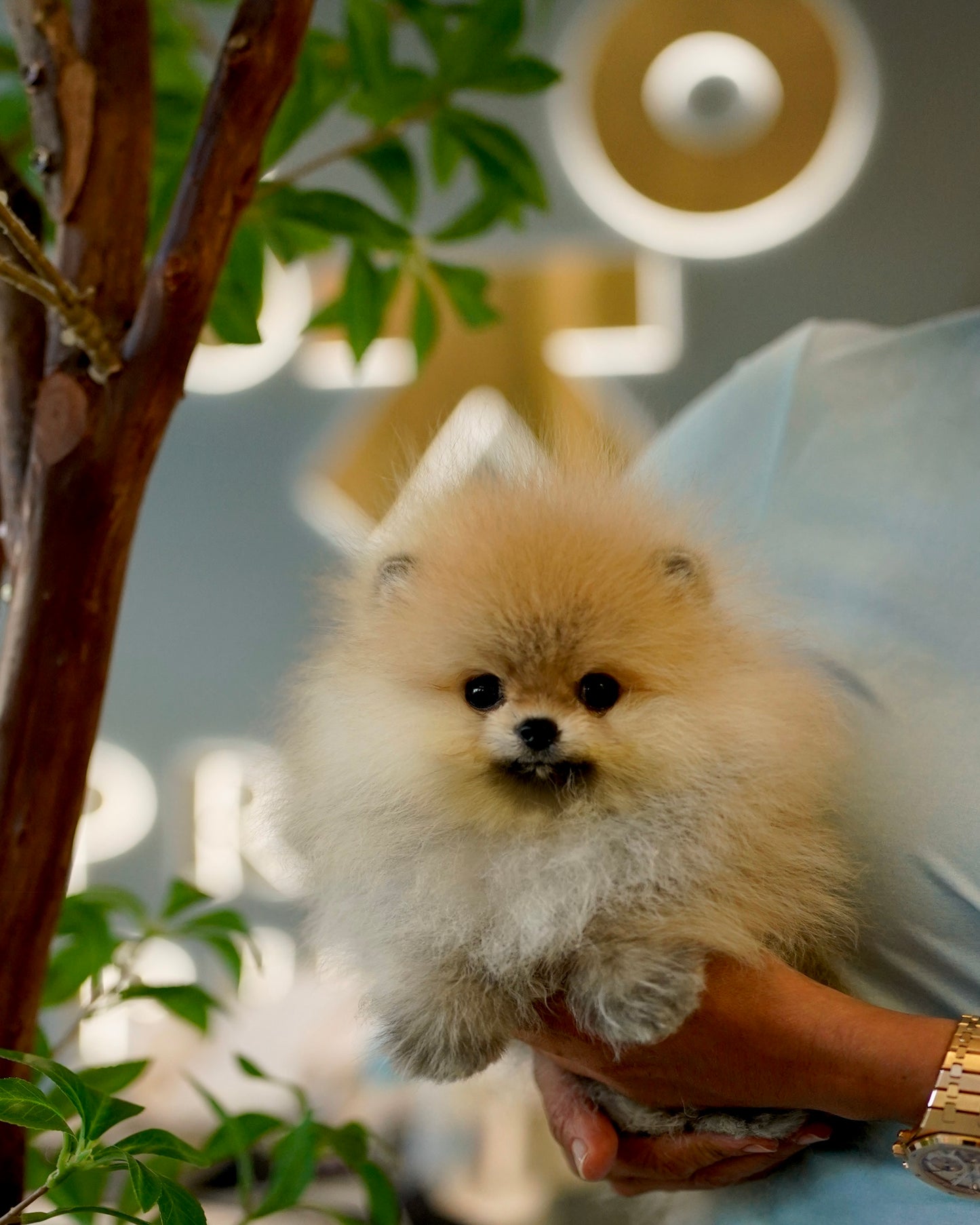 Pepo - Pomeranian (Orange Sable: Cebu Branch)