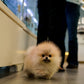 Pepo - Pomeranian (Orange Sable: Cebu Branch)