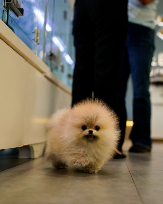 Pepo - Pomeranian (Orange Sable: Cebu Branch)