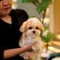 River - Maltipoo (Brown & White : Cebu Branch)
