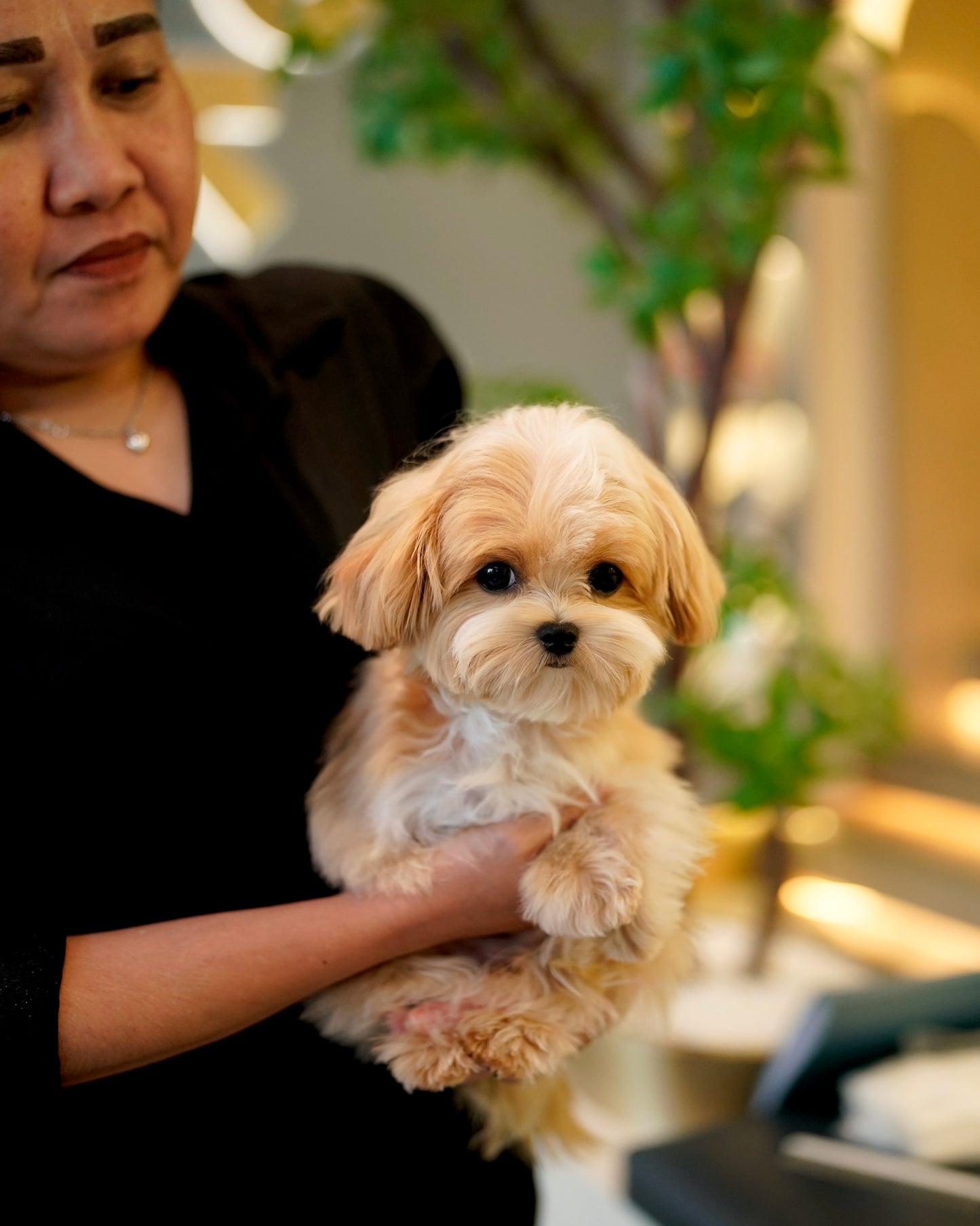River - Maltipoo (Brown & White : Cebu Branch)