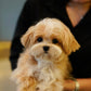 River - Maltipoo (Brown & White : Cebu Branch)