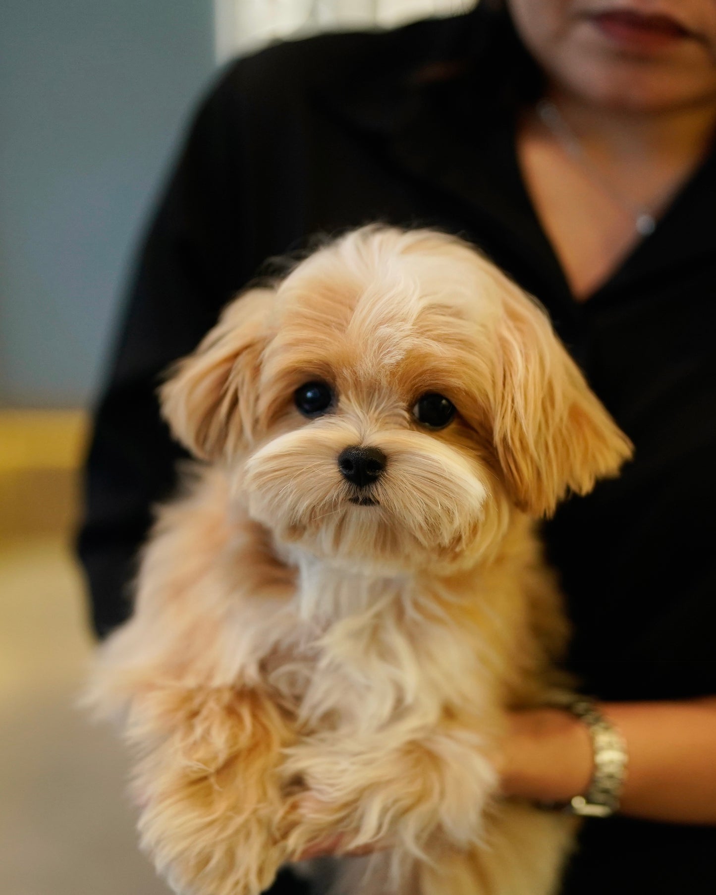 River - Maltipoo (Brown & White : Cebu Branch)