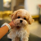 River - Maltipoo (Brown & White : Cebu Branch)