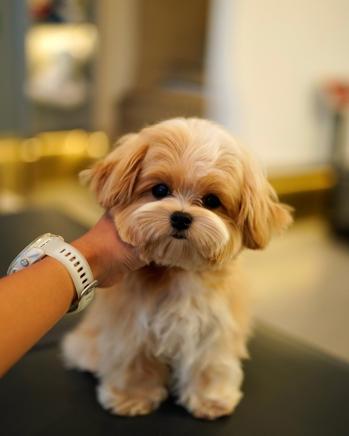 River - Maltipoo (Brown & White : Cebu Branch)