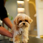 River - Maltipoo (Brown & White : Cebu Branch)
