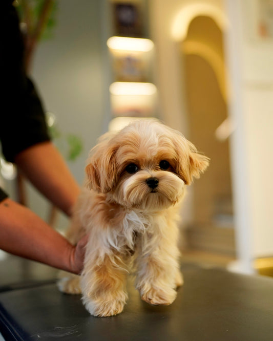 River - Maltipoo (Brown & White : Cebu Branch)