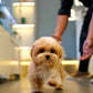 River - Maltipoo (Brown & White : Cebu Branch)