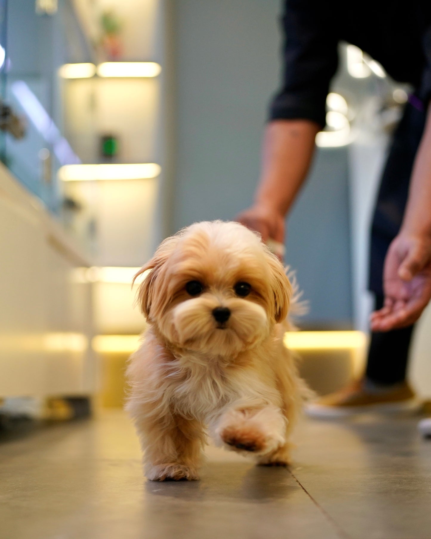 River - Maltipoo (Brown & White : Cebu Branch)