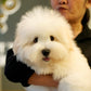 Zoren - Coton de Tulear (White: Cebu Branch)