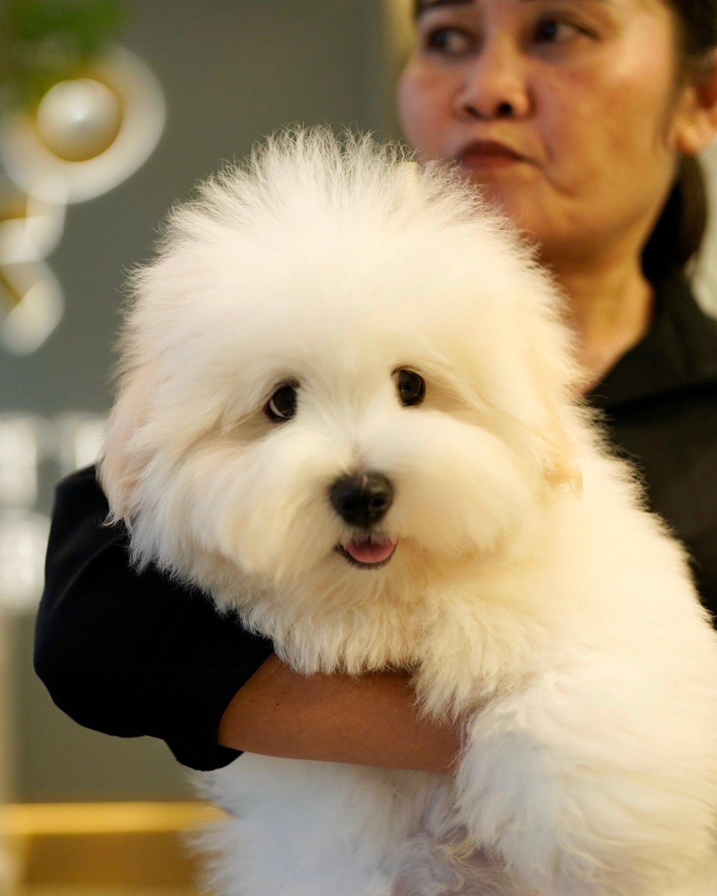 Zoren - Coton de Tulear (White: Cebu Branch)