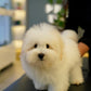 Zoren - Coton de Tulear (White: Cebu Branch)