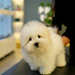 Zoren - Coton de Tulear (White: Cebu Branch)