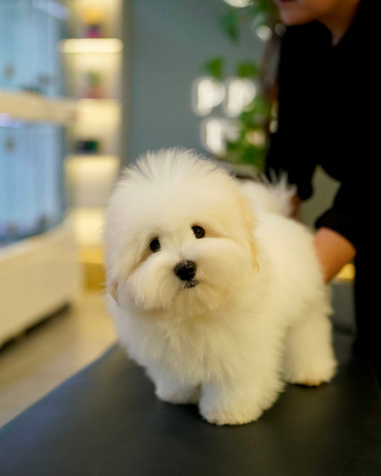 Zoren - Coton de Tulear (White: Cebu Branch)