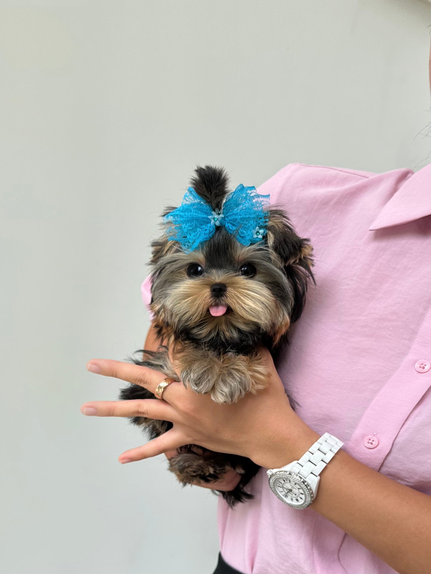 Yorkshire Terrier -  Harry (Silver)