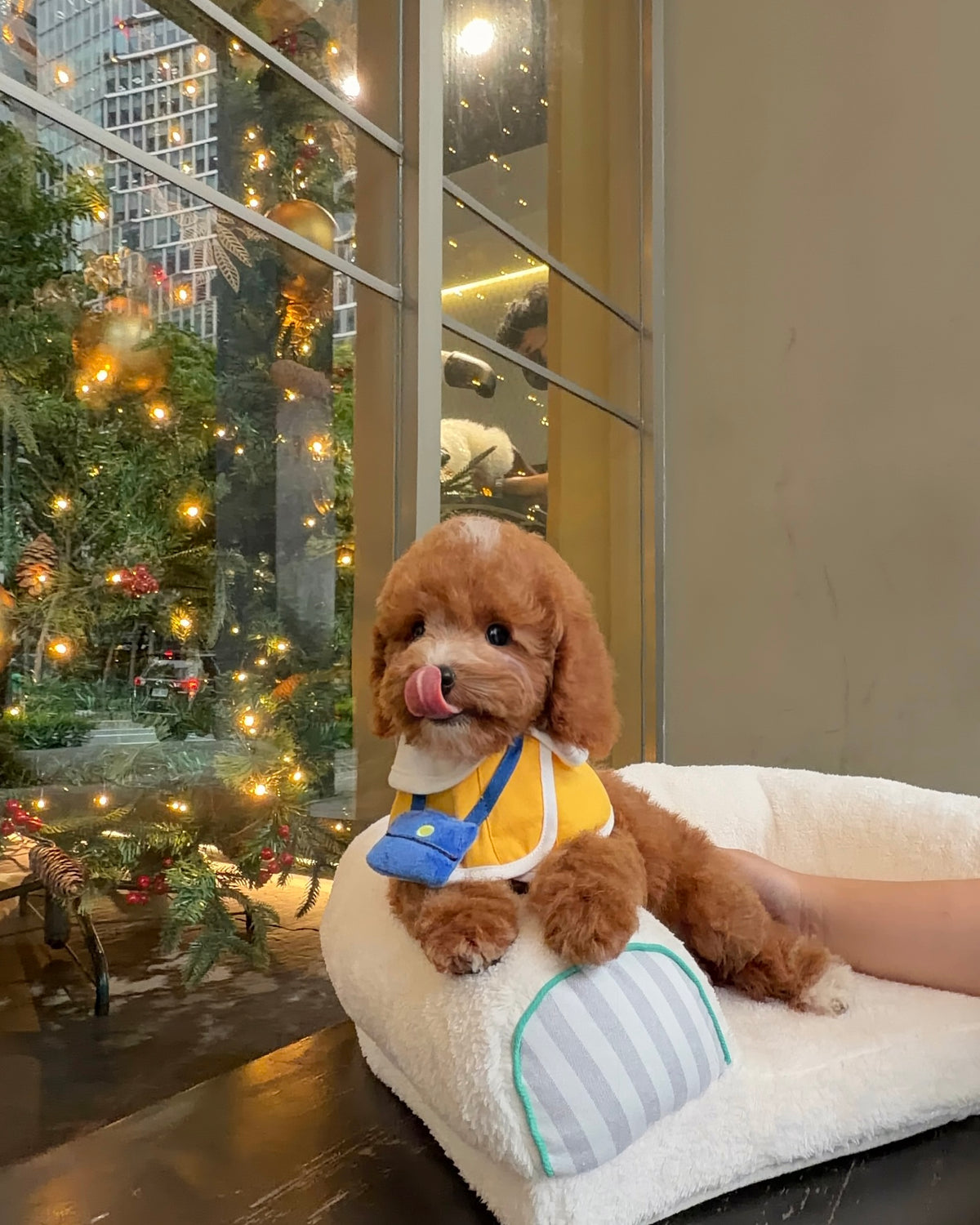 Angelie - Mini Golden Doodle (Brown)