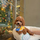 Angelie - Mini Golden Doodle (Brown)