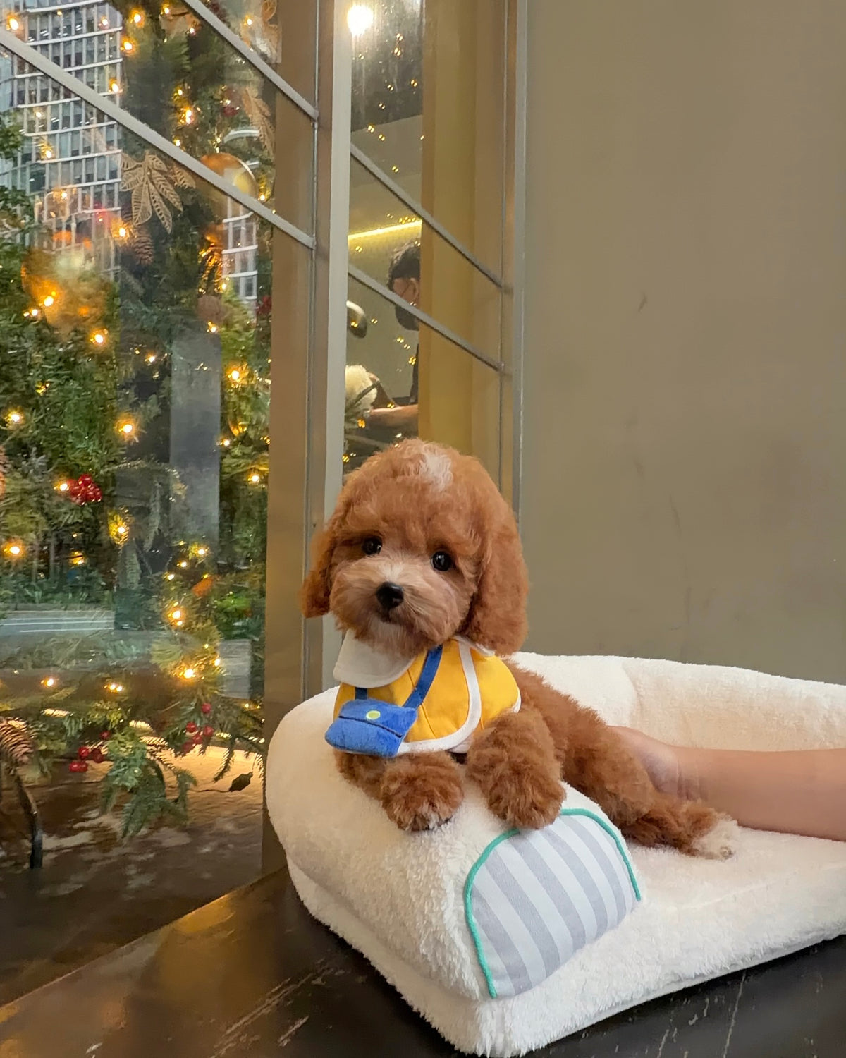 Angelie - Mini Golden Doodle (Brown)