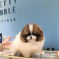 Camila - Pomeranian (Parti)
