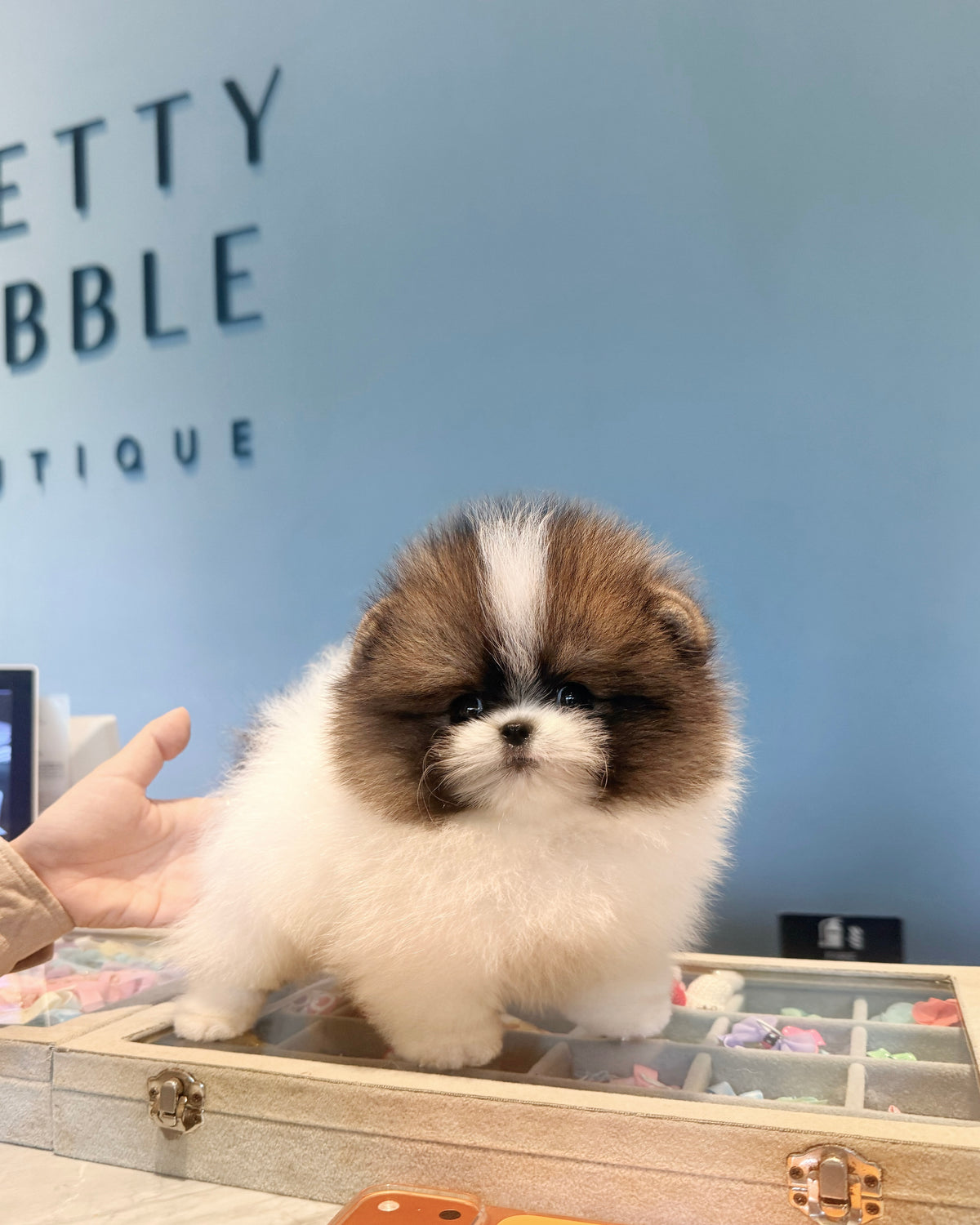 Camila - Pomeranian (Parti)