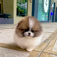 Camila - Pomeranian (Parti)