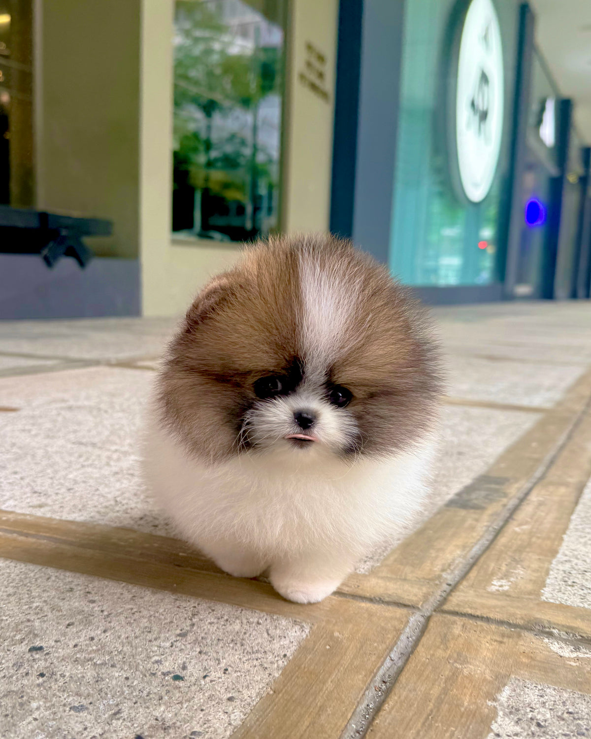 Camila - Pomeranian (Parti)