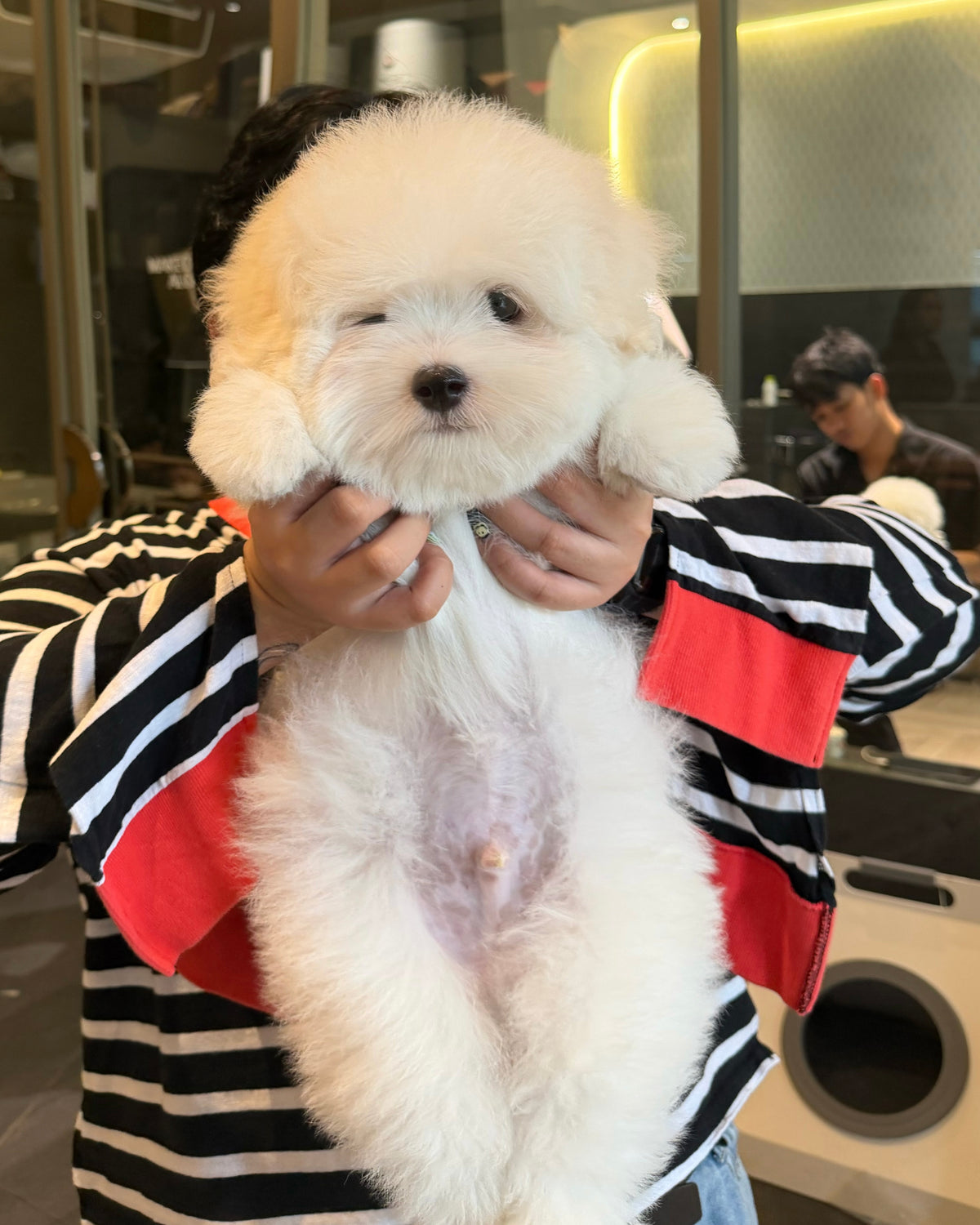 Max - Coton de Tulear (White)