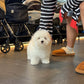 Max - Coton de Tulear (White)
