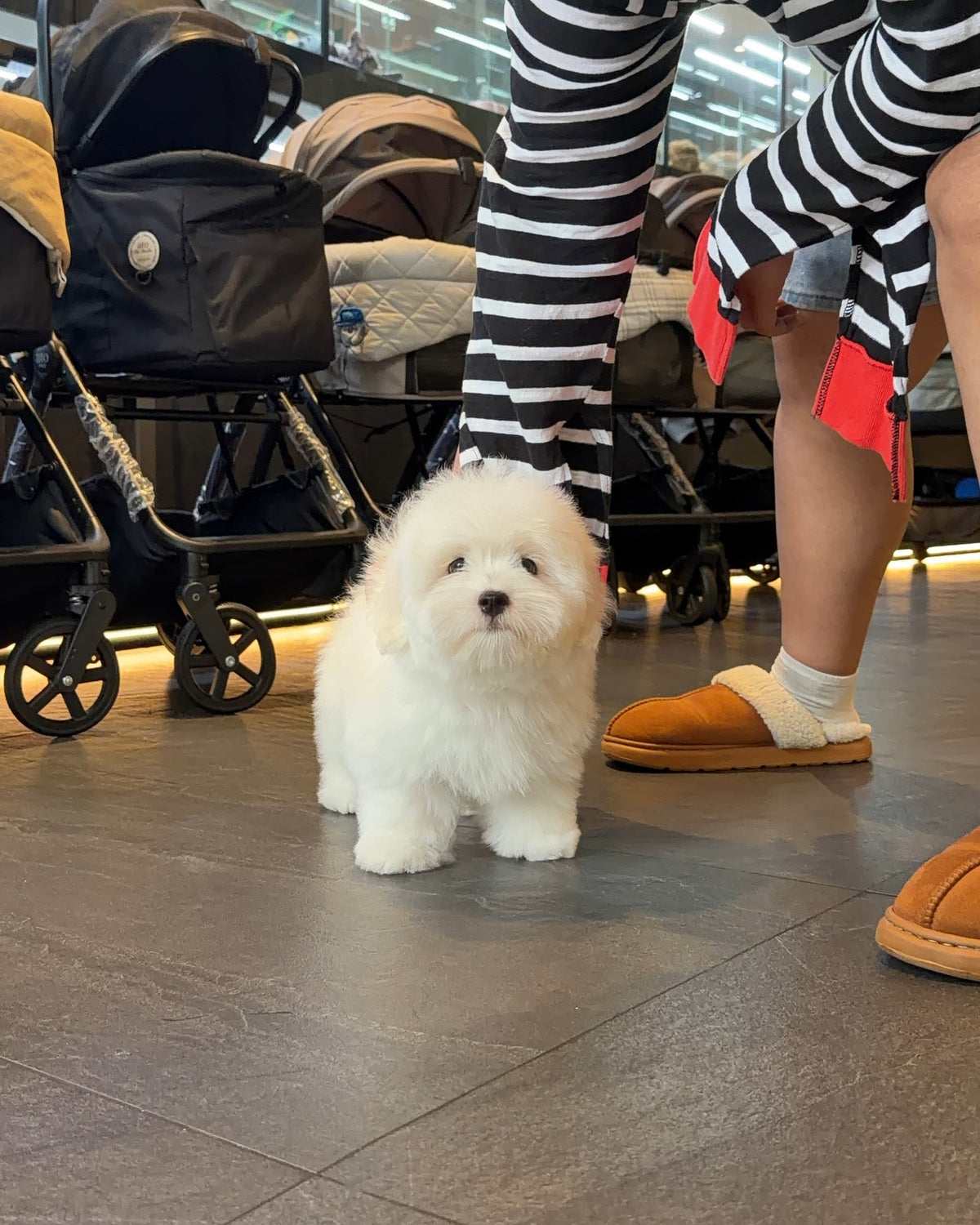 Max - Coton de Tulear (White)