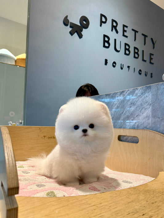Puffy - Pomeranian (White)